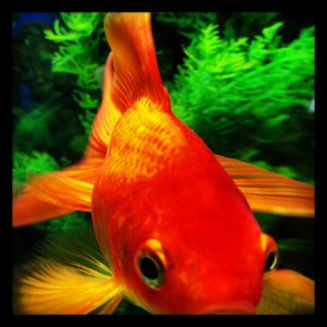 He lives in a peaceful tank. He's happy.