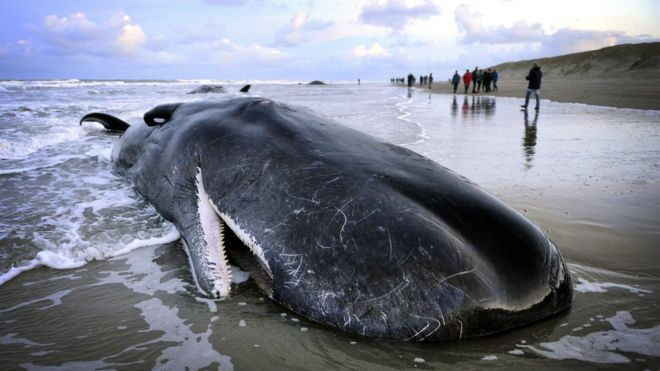 stranded whale.jpg