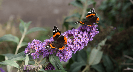 bud-red-admirals.png